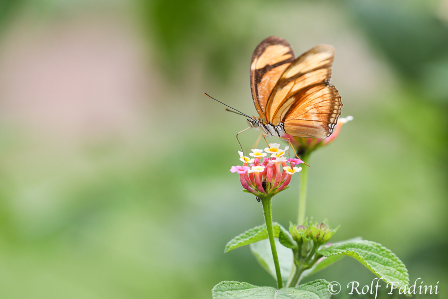 Dryas iulia 03 - Costa Rica