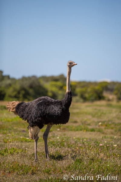 Afrikanischer Strauß (Struthio camelus) 01 - Männlicher Strauß (Südafrika)
