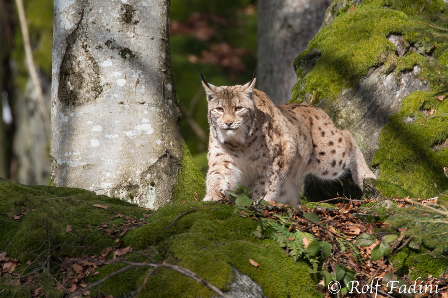 Eurasischer Luchs (Lynx lynx) 22 - captive