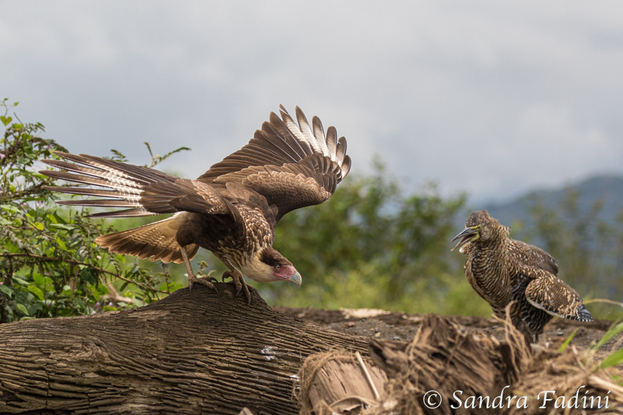 Karibikkarakara (Caracara cheriway) 04 - Jungvogel mit Nacktkehlreiher (Costa Rica)