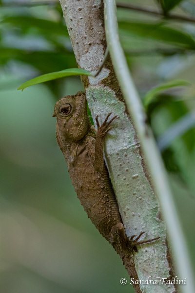 Wiegmanns Agame (Otocryptis wiegmanni) 01 - Sri Lanka