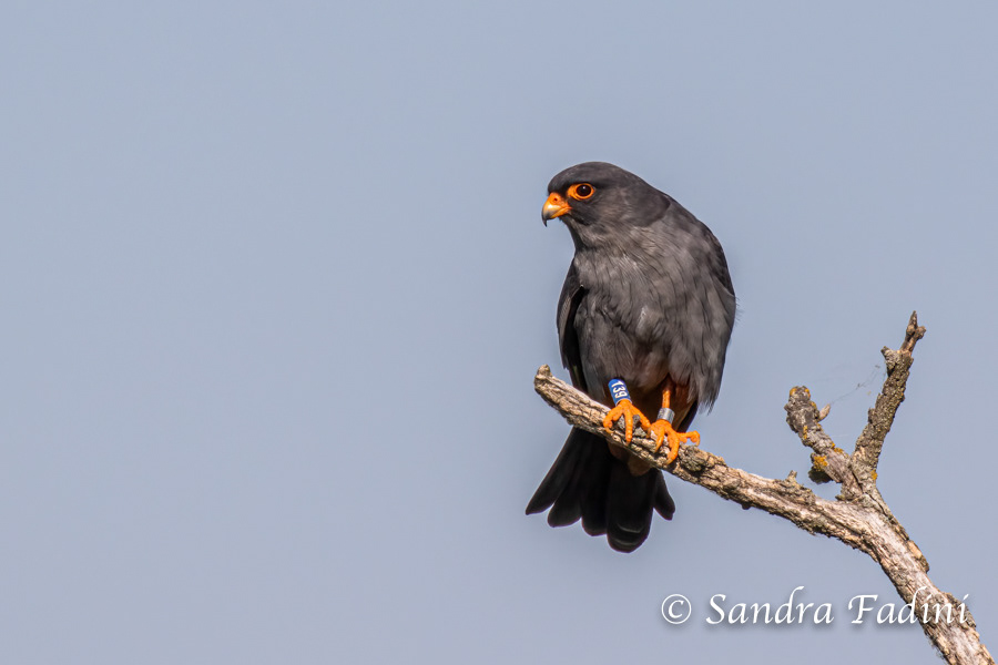Rotfußfalke (Falco vespertinus) 01 - Männchen (Österreich)
