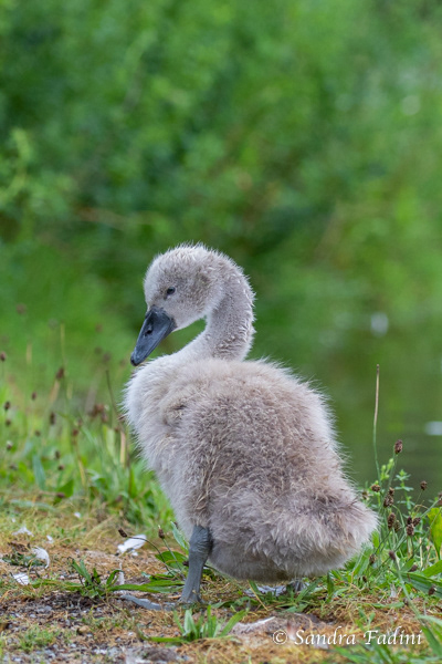 Höckerschwan (Cygnus olor) 15 - Jungtier