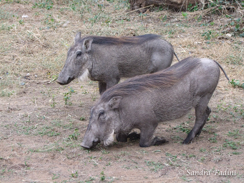 Warzenschwein (Phacochoerus africanus) 04 - Sambia