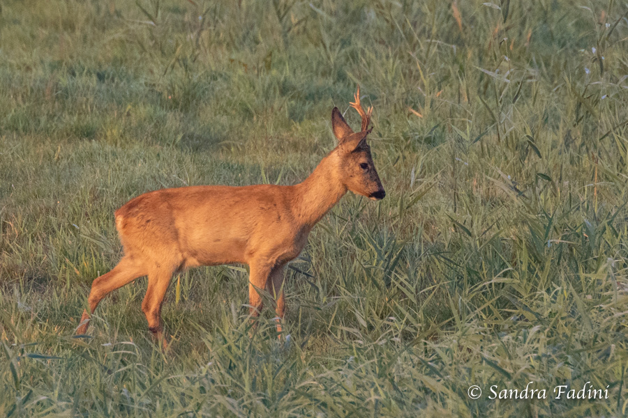 Reh (Capreolus capreolus) 08 - Rehbock