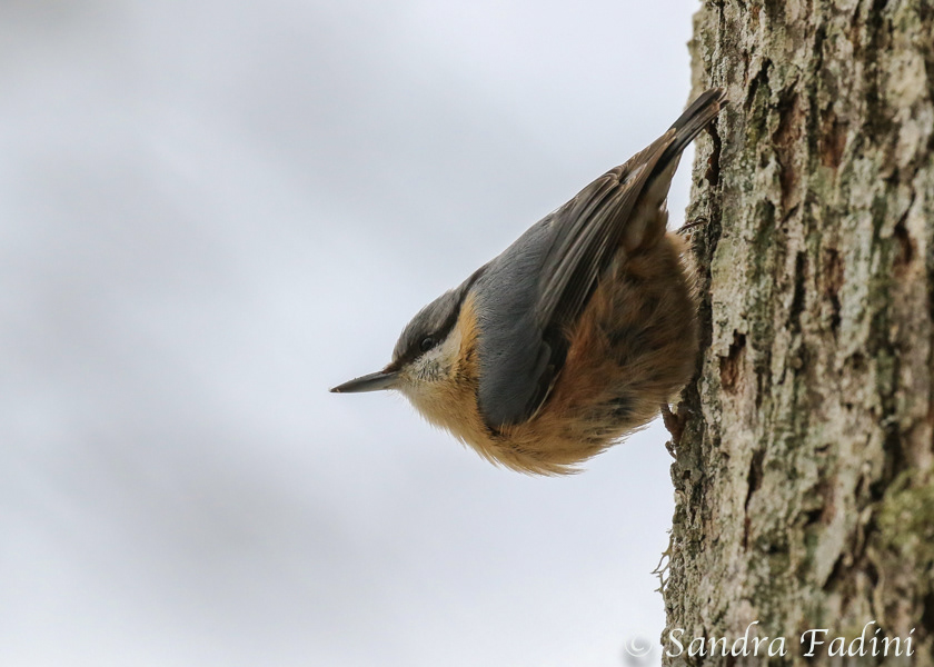 Kleiber (Sitta europaea) 01