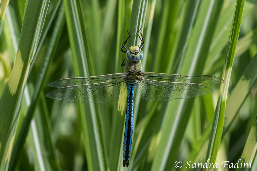 Große Königslibelle (Anax imperator) 01 - Männchen