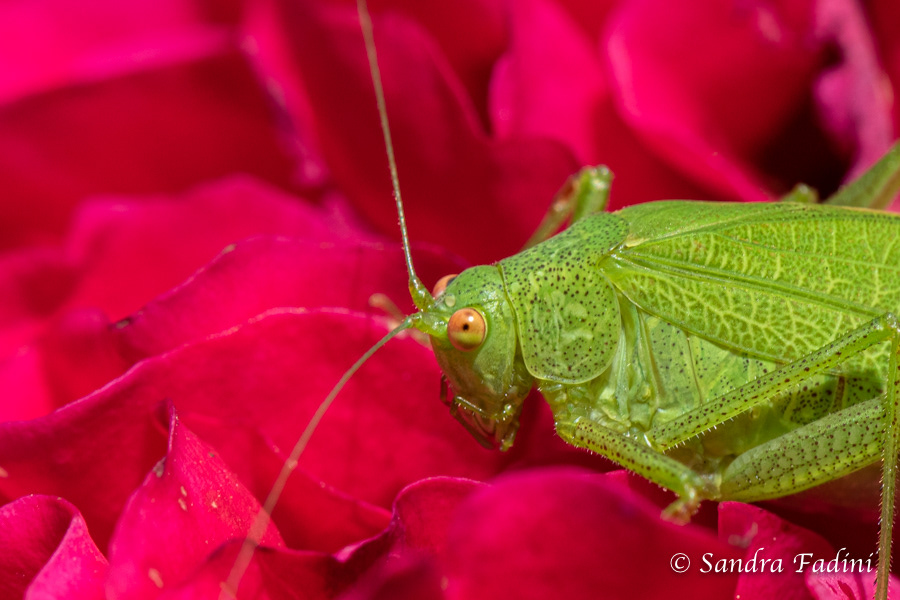 Grünes Heupferd (Tettigonia viridissima) 02
