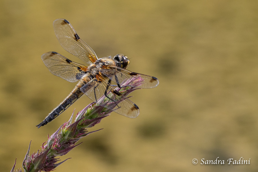 Vierfleck (Libellula quadrimaculata) 08