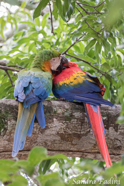 Gelbbrustara (Ara ararauna) 02 - Costa Rica
