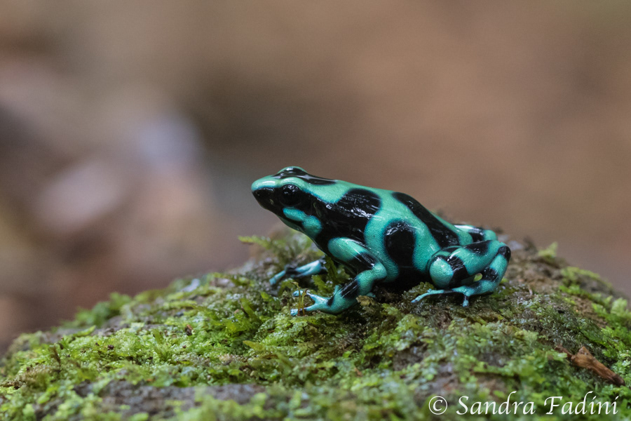 Goldbaumsteiger (Dendrobates auratus) 03 - Costa Rica