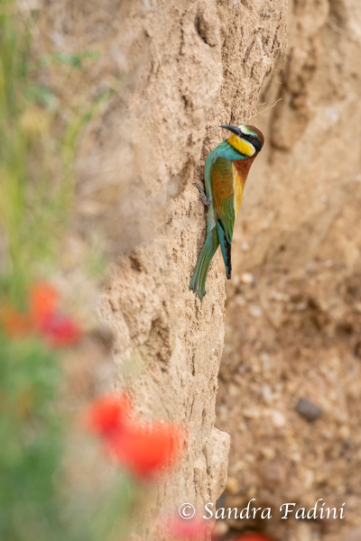 Bienenfresser (Merops apiaster) 12