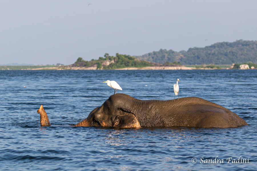 Asiatischer Elefant (Elephas maximus) - beim Schwimmen (Sri Lanka)