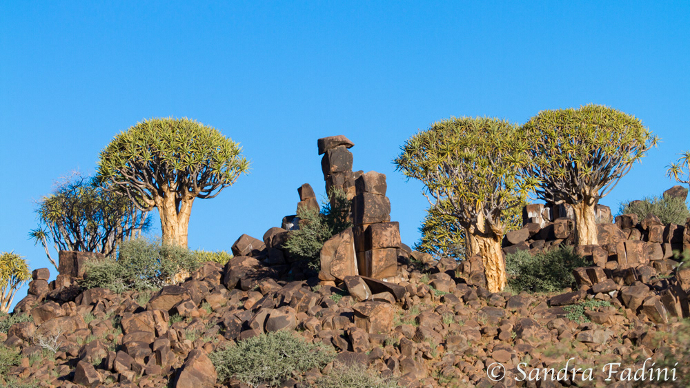Namibia 07 - Köcherbaum (Aloe dichotoma)