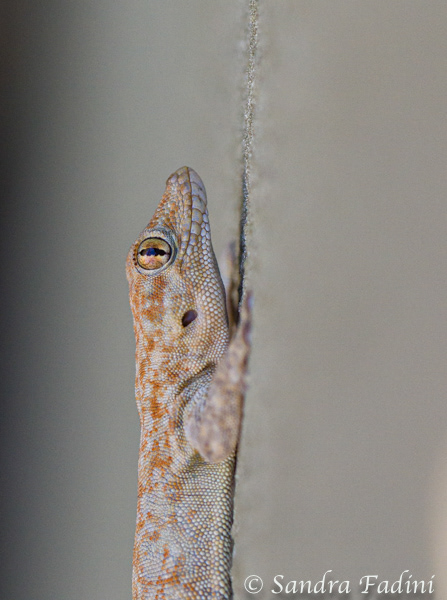 Boultons Namib Taggecko (Rhoptropus boultoni) 04 - Namibia