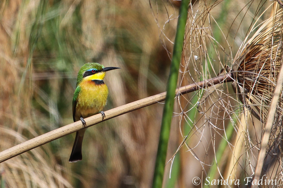 Zwergspint (Merops pusillus) 01 - Botswana