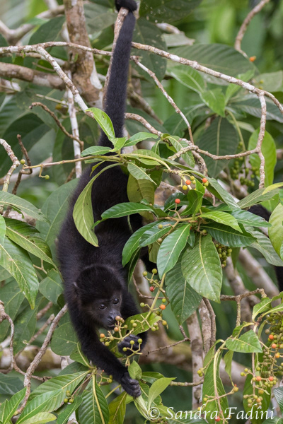 Mantelbrüllaffe (Alouatta palliata) 12 - Jungtier (Costa Rica)