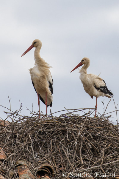 Weißstorch (Ciconia ciconia) 06 - Altvögel im Nest (Spanien)