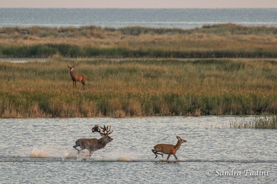 Rothirsch (Cervus elaphus) 10 - Hirschbrunft