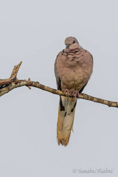 Perlhalstaube (Spilopelia chinensis) 03 - Sri Lanka