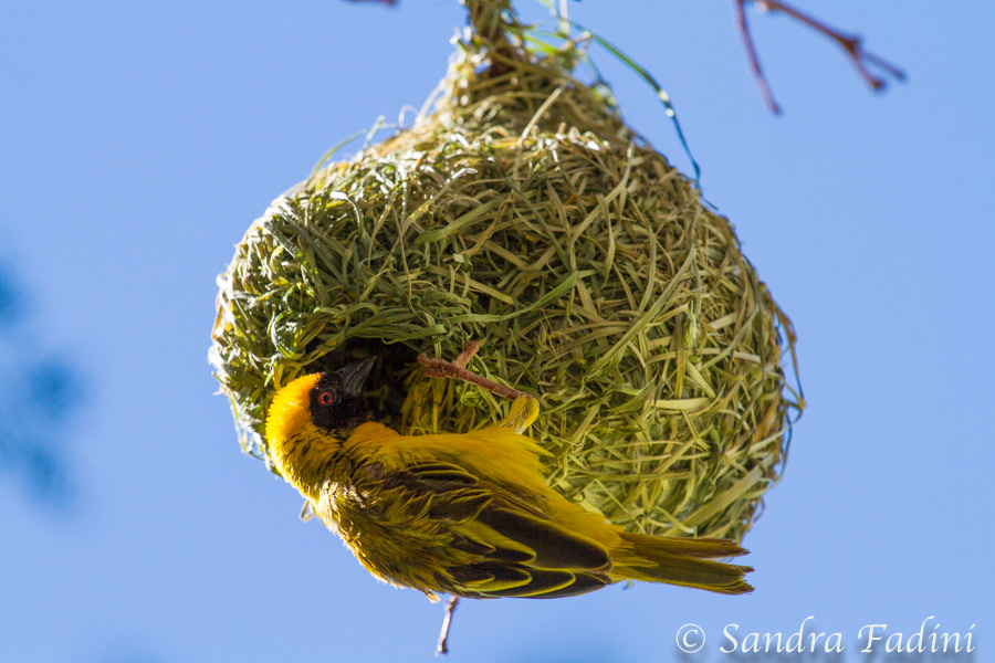 Maskenweber (Ploceus velatus) 01 - Männchen am Nest (Namibia)