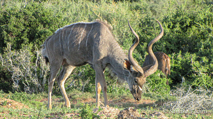 Großkudu (Tragelaphus Strepsiceros) 04 - Bock (Südafrika)