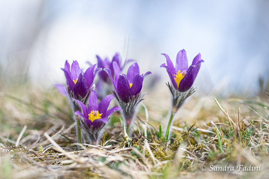 Gewöhnliche Küchenschelle (Pulsatilla vulgaris) 02