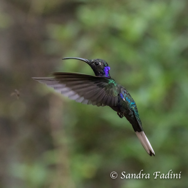 Violettdegenflügel (Campylopterus hemileucurus) 01 - Costa Rica
