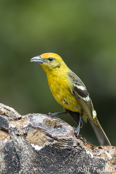 Gartentrupial (Icterus spurius) 01 - Weibchen (Costa Rica)