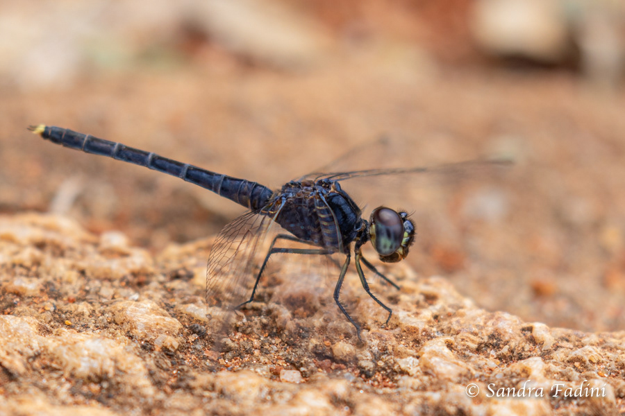 Diplacodes trivialis 01 - Sri Lanka