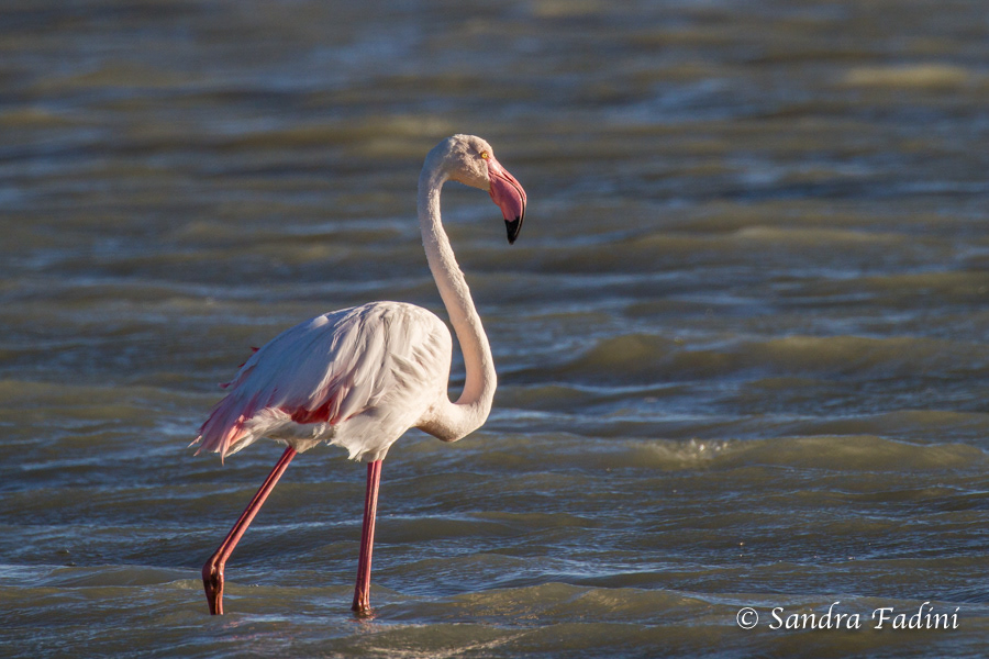 Rosaflamingo (Phoenicopterus roseus) 04 - Südafrika