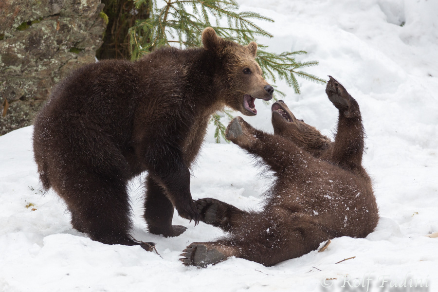 Braunbär (Ursus arctos) 04 - captive