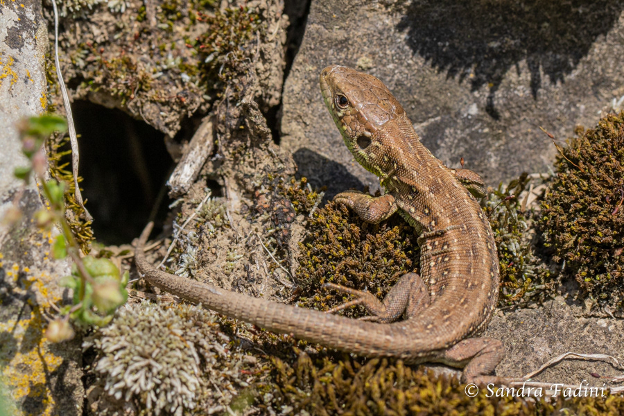 Zauneidechse (Lacerta agilis) 05 - Weibchen