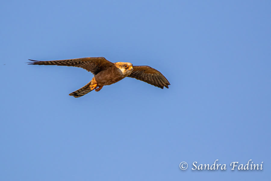 Rotfußfalke (Falco vespertinus) 04 - Weibchen (Österreich)