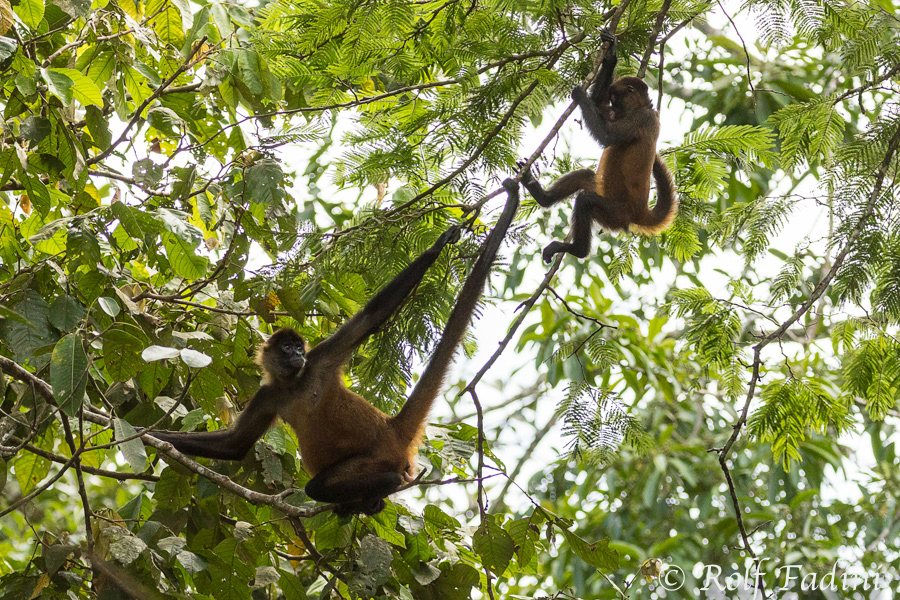 Geoffroy-Klammeraffen (Ateles geoffroyi) 06 - mit Jungtier (Costa Rica)