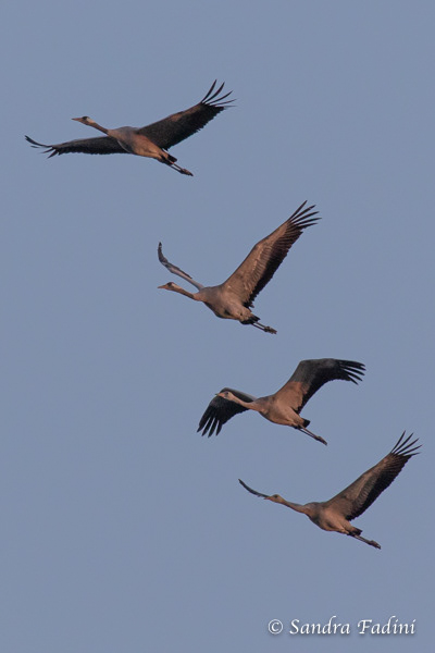 Kranich (Grus grus) 12