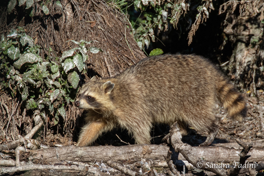 Waschbär (Procyon lotor) 02