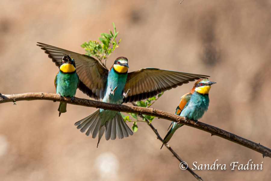 Bienenfresser (Merops apiaster) 08