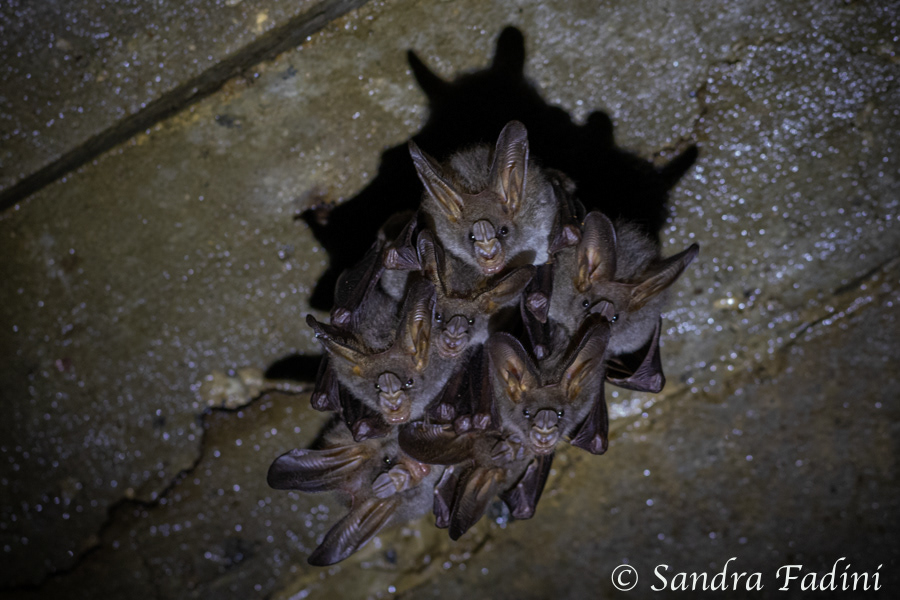 Braunes Langohr (Plecotus auritus) 01 - Sri Lanka
