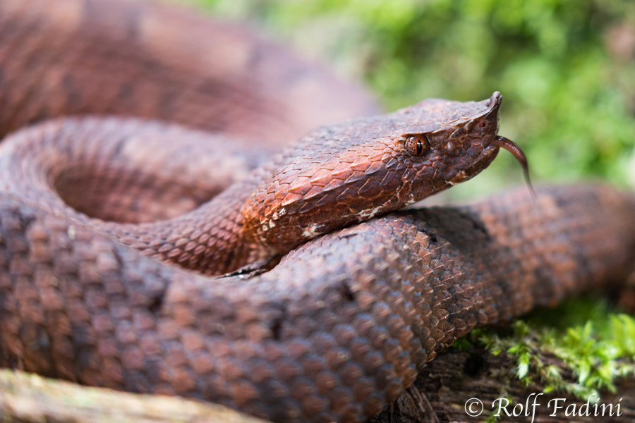 Stülpnasen-Lanzenotter (Porthidium nasutum) 03 - Costa Rica