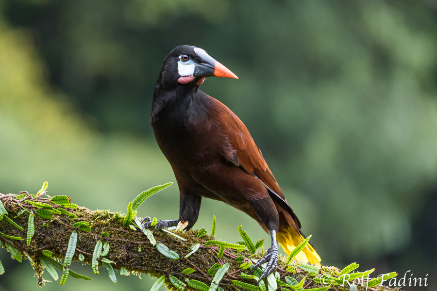 Montezumastirnvogel (Psarocolius montezuma) 04 - Costa Rica