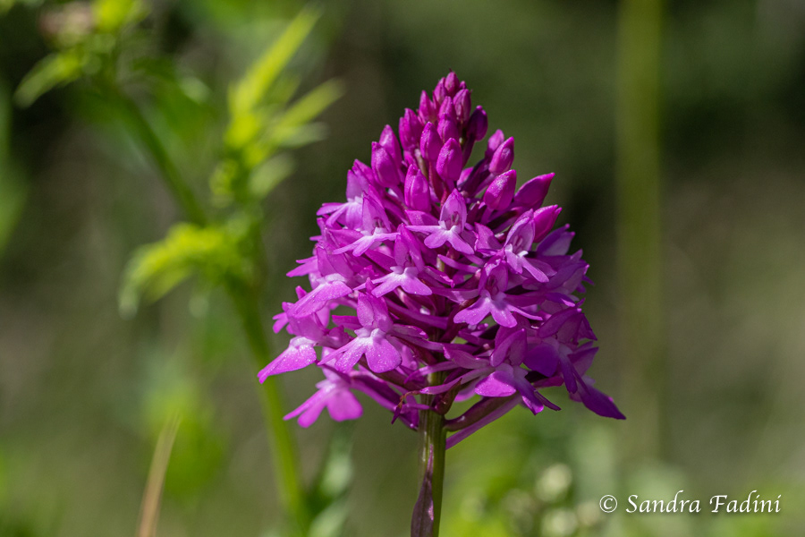Pyramiden-Knabenkraut (Anacamptis pyramidalis) 02