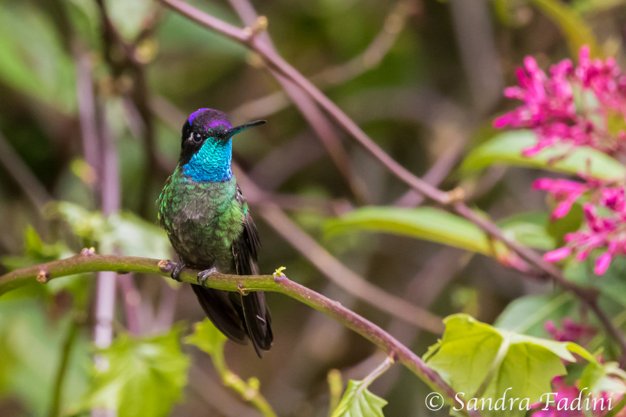 Violettkron-Brillantkolibri (Eugenes fulgens) 05 - Costa Rica