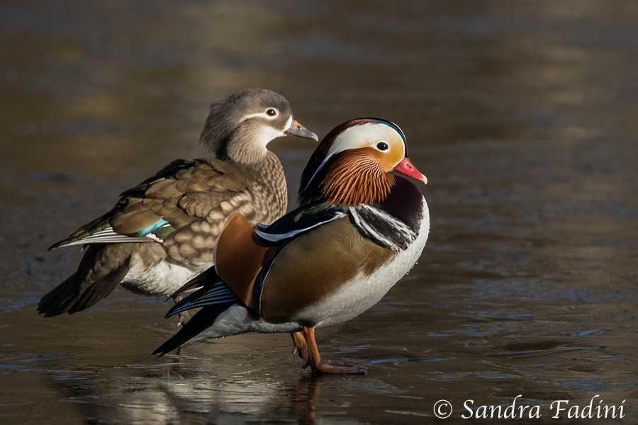 Mandarinente (Aix galericulata) 02 - Erpel & Weibchen