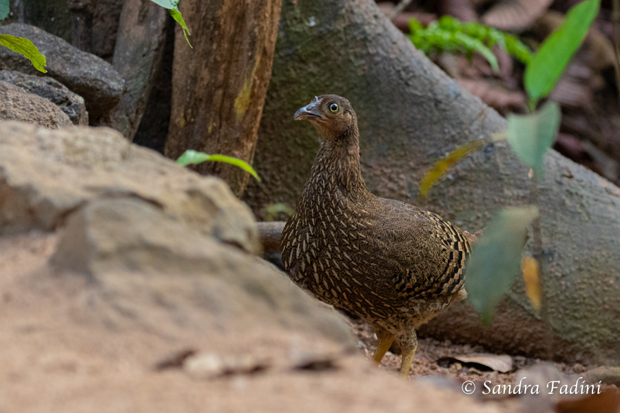 Ceylonhuhn (Gallus lafayettii) 02 - Henne (Sri Lanka)