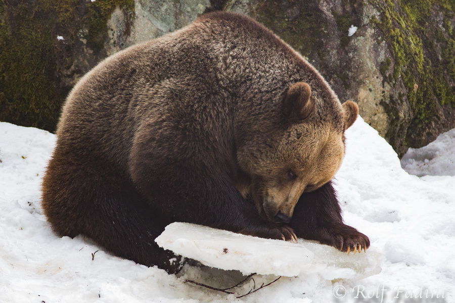 Braunbär (Ursus arctos) 11 - captive