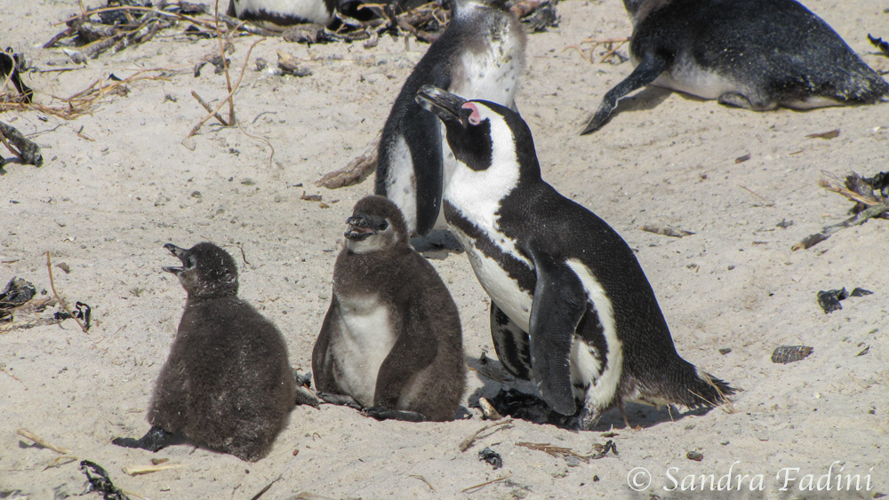Brillenpinguin (Spheniscus demersus) 04 - Erwachsenes Tier mit Jungtieren (Südafrika)