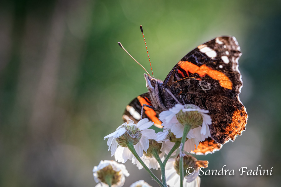 Admiral (Vanessa atalanta) 03