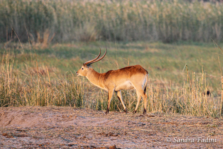 Letschwe (Kobus leche) - Botswana