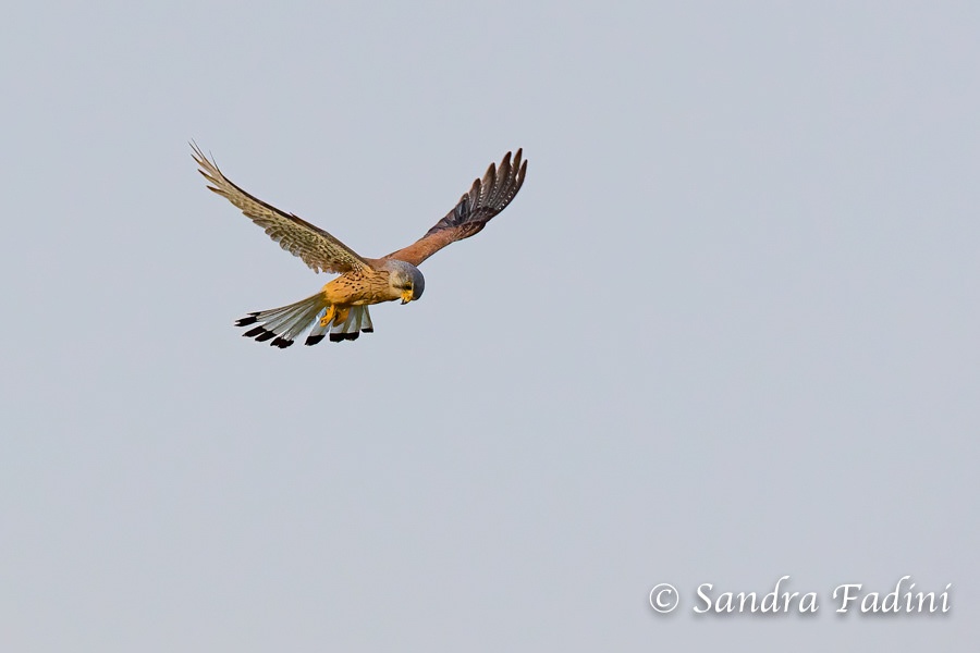 Turmfalke (Falco tinnunculus) 11 - Männchen im Rüttelflug